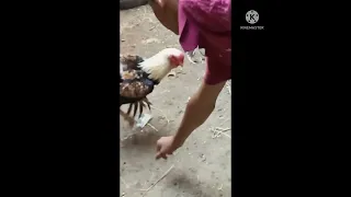 فراخ هندي روعة 