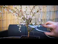 How to Bonsai a Fuji Cherry Tree