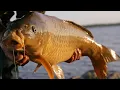 Download Lagu Carp fishing Rixton clay pits WAA Cheshire