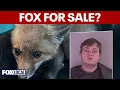 Virginia man charged with capturing trying to sell fox