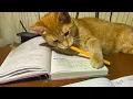 Download Lagu Wanneer je erachter komt dat je kat een supergenie is
