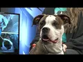Pawsitively Pets Meet Tulsa