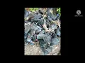 suara pikat mandar/paelan josss