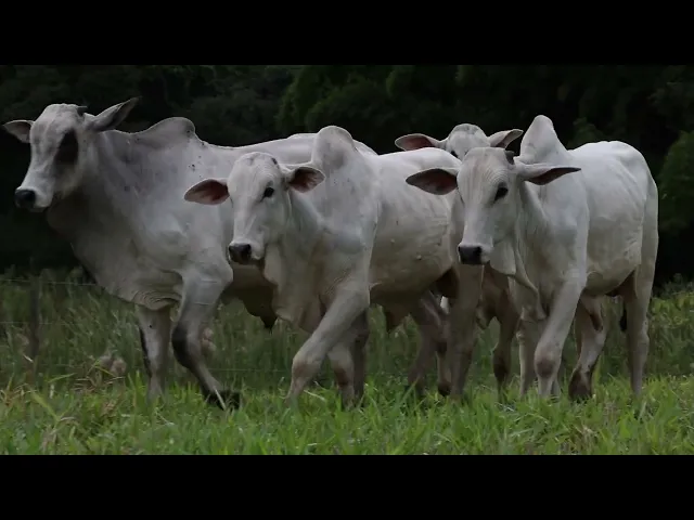 4 garrotes Nelore P.O.