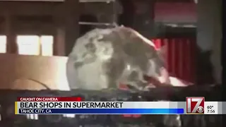 Bear caught prowling around Safeway grocery store