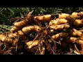 Download Lagu Ginger industry in E China goes smart, global