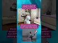 Download Lagu Rumah Mewah Tata Janeeta Walpaper nya Terkelupas Netizen Bilang Begini #shorts #rumah #viralvideo