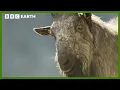Download Lagu Male Mountain Goats Lock Horns for Love | Asia | BBC Earth