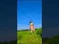 Download Lagu Gulabi panchi | new santhali song 2024 |#youtubeshorts #dance £#santalimusic