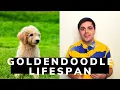 How Long do Goldendoodles Live Goldendoodle Lifespan