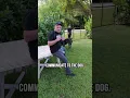 Download Lagu The Proper Way to Greet a Guard Dog