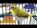 Download Lagu SUARA MP3 AMPUH UNTUK PIKAT BURUNG PLECI | GACOR MASTERAN | MP3 DOWNLOAD