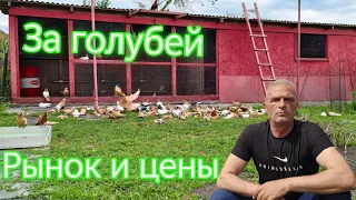 За голубей Рынок и цены  За голубей Рынок и цены