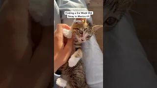 Little Mexican Boat Cat Update ⛵️🐱 #sailing #shorts #cat