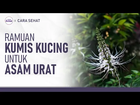 Cara Mengolah Kumis Kucing Untuk Atasi Asam Urat