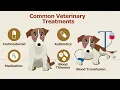 IMHA in Dogs and Cats Video Tutorial