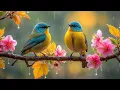 Download Lagu Calming Music to Heal the Heart 🌿 Healing Music for Stress Relief, Forest Sounds to Refresh Body