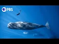 Download Lagu Befriending a Sperm Whale