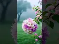 Download Lagu Whispers of Spring Bougainvillea in the Mist  #bougainvillea