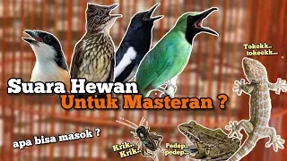 Download Masteran selain suara burung Burung bisa meniru suaranya ! MP3