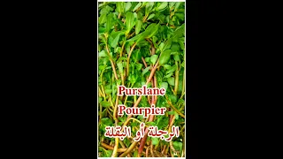 الرجلة أو البقلة وفوائدها أهم فوائد الرجلة Shorts 