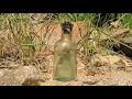 Creolin Kreolinas butteli - A bottle of creolin