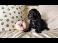 Cocker Spaniel puppies - 8 weeks old