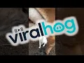 Download Lagu Kitty Craves Cow's Milk || ViralHog
