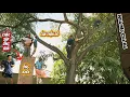 Download Lagu Cưa cây Tràm Bông Vàng siêu khủng gần nhà / Sawing down a giant Melaleuca tree near my house | P100