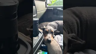 #fyp #dream #doberman #pets #youtube