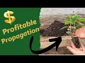 How to Propagate the ANNABELLE Hydrangea - An all time classic Hydrangea