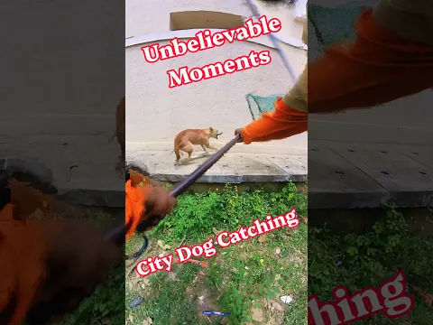 City Street Dog Catching Tumkur #dog #rescue #shorts #catch #pets