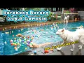 Download Lagu Anjing Besar dan Kecil Berenang Bareng di Rumah Guguk Bandung. Lucu Banget!
