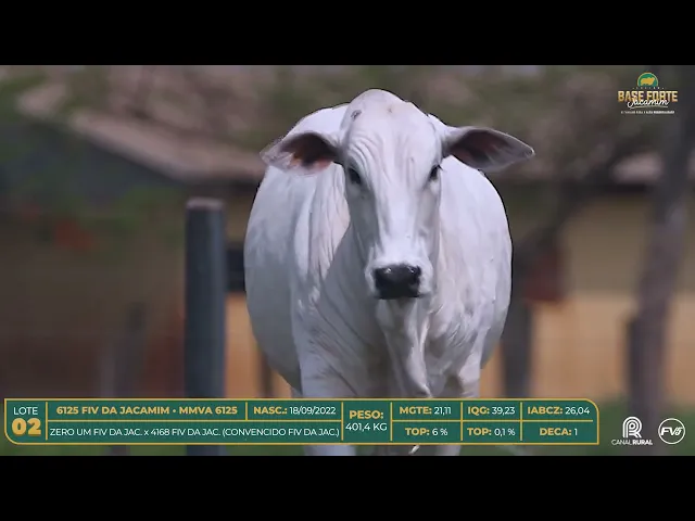 Novilha Nelore MMVA-6125