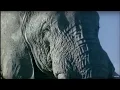Elephant Mating Fighting and Pregnancy Animals The Inside Story BBC Earth
