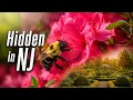 This FREE Garden in New Jersey is Absolutely Stunning Deep Cut Gardens