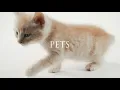 EXQUISITE Best Scuff Resistance Paint vs Pets Dunn Edwards Paints