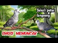 Download Lagu Masteran perkutut suara kung menggema therapy mujarab buat perkutut malas bunyi