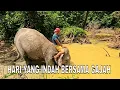 Download Lagu [FULL] HARI YANG INDAH BERSAMA GAJAH | JEJAK SI GUNDUL (19/07/25)
