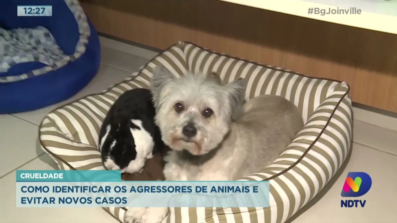 Crueldade: Como identificar os agressores de animais e evitar novos casos