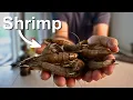 All the Fresh Seafood I Bought in North Carolina