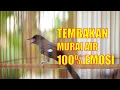 Download Lagu Master Murai Air Mancur GACOR Nembak RAPET plus PANJANG, Suara ASLI BERJEDA Mudah ditirukan