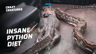 What Did This Python Eat?