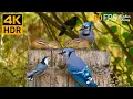 Download Lagu Katten TV 😺 Mooie vogels en eekhoorns 🐿 8 uur 4K HDR 60FPS