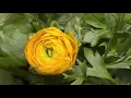 José Madero - O Discordia! (Lyric Video)