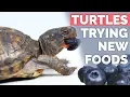 Baby Box Turtles Trying New Fruits Vegetables