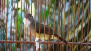 cucak jenggot juara ampuh untuk pancingan tarung