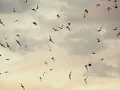 Yalan - Gökhan Türkmen