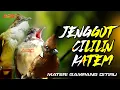 Download Lagu FUL TEMBAKAN KASAR !! MASTERAN  KAPAS TEMBAK - CILILIN - CUCAK JENGGOT | MASTERAN WAJIB SANG JUARA