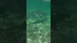 MASSIVE Tiger SHARK (WI Update)